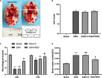 Resveratrol Improves Mitochondrial Biogenesis Function and Activates PGC-1α Pathway in a Preclinical Model of Early Brain Injury Following Subarachnoid Hemorrhage